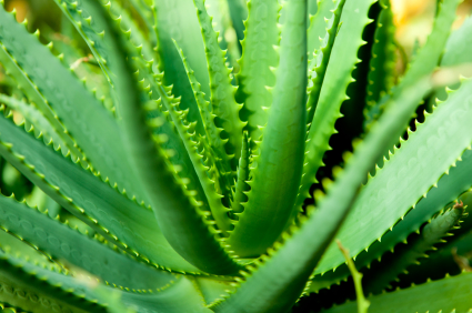 The Ultimate Guide to the Aloe Vera Plant