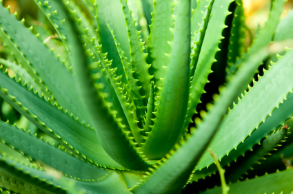 Aloe Vera Plant