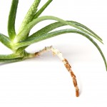 The Health Benefits of Aloe Vera from AloeVera.com.