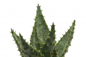 5 Aloe Vera Plant Care Tips