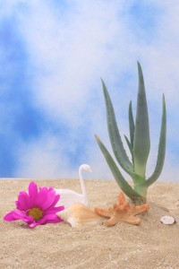 learn how aloe vera products can help