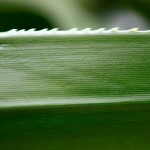 Discover Aloe Vera Digestion Benefits