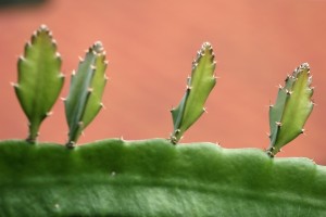 Aloe Vera Side Effects from AloeVera.com. 