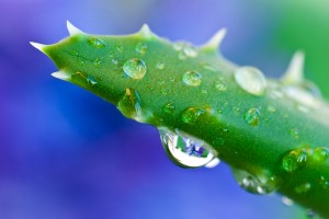Are there Aloe Vera Juice Side Effects?