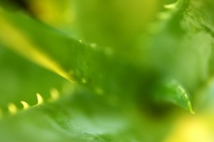 list of aloe vera plant uses