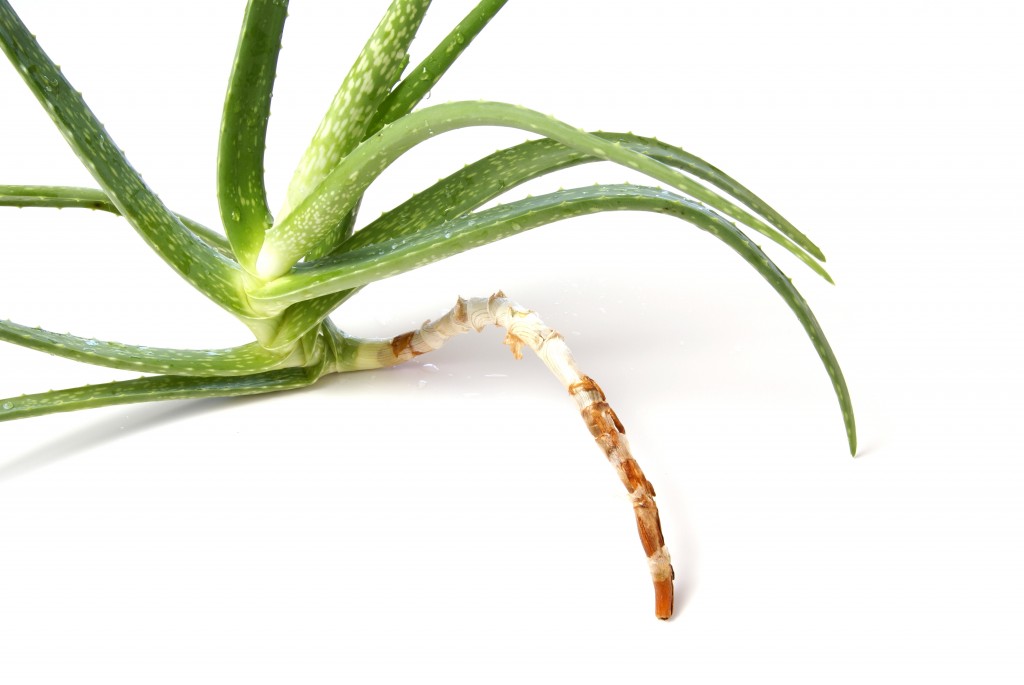 Aloe Vera Juice for Constipation