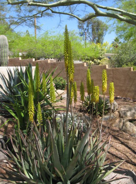 Growing Aloe Vera Plant 