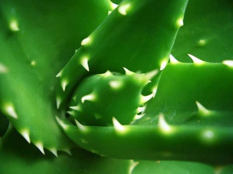 How to Prevent Hair Loss With Aloe Vera, Other Herbs
