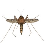 How to Treat Mosquito Bites with Aloe Vera