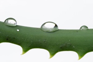 Aloe Vera for Dry Skin at AloeVera.com