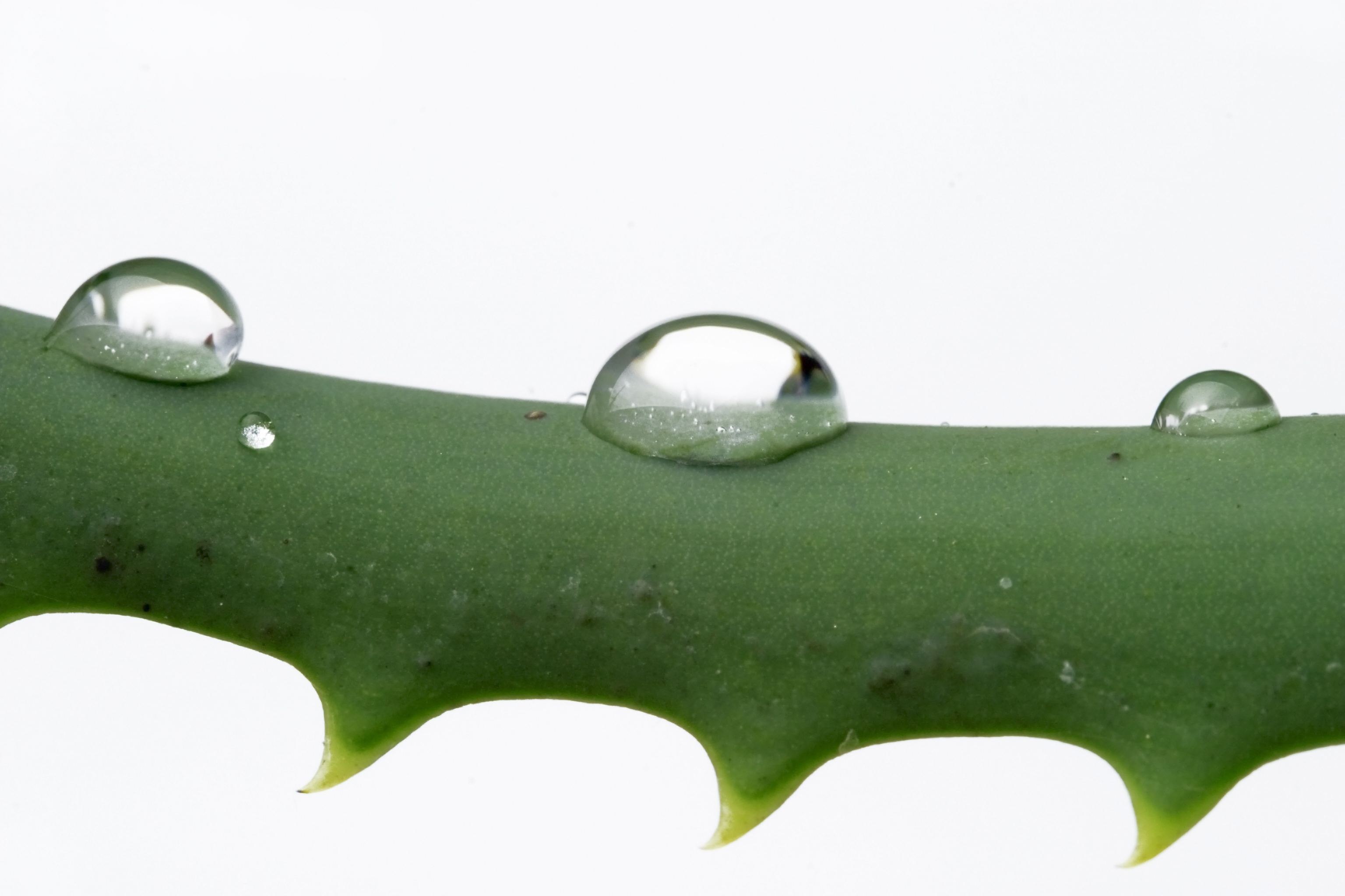 Combat a Frustrating Itch with Aloe Vera for Dry Skin