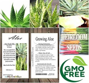 Where to By Aloe Seeds and Plants