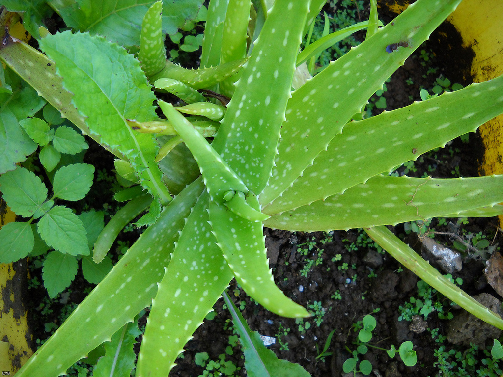 What Everyone Ought to Know About Aloe Vera
